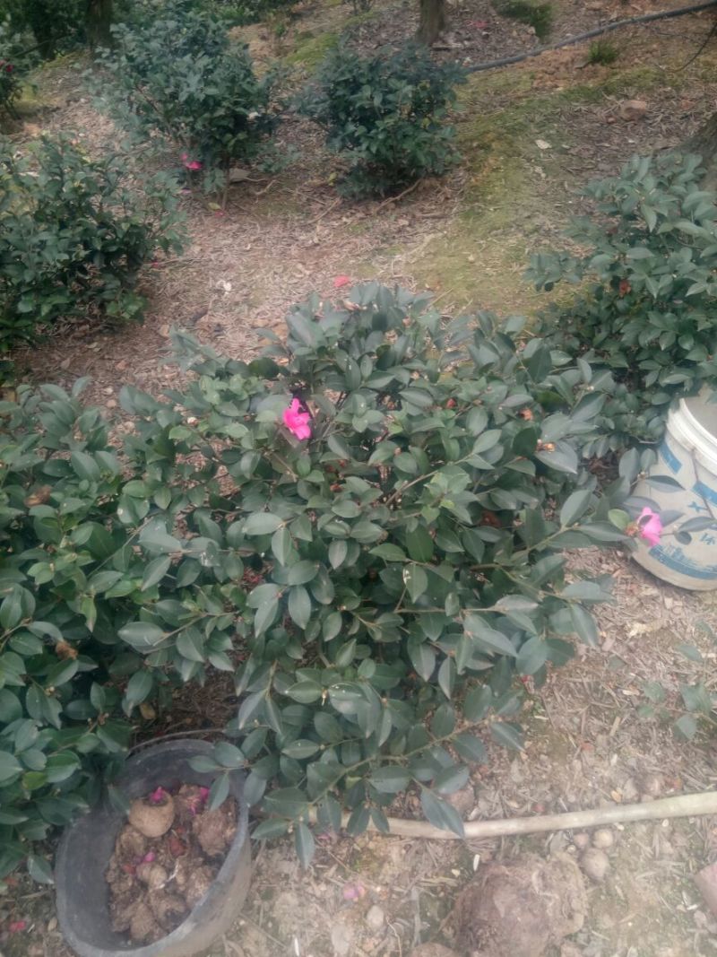 茶梅球40~50cm，茶梅小苗，茶花小苗