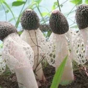 干竹荪二级
