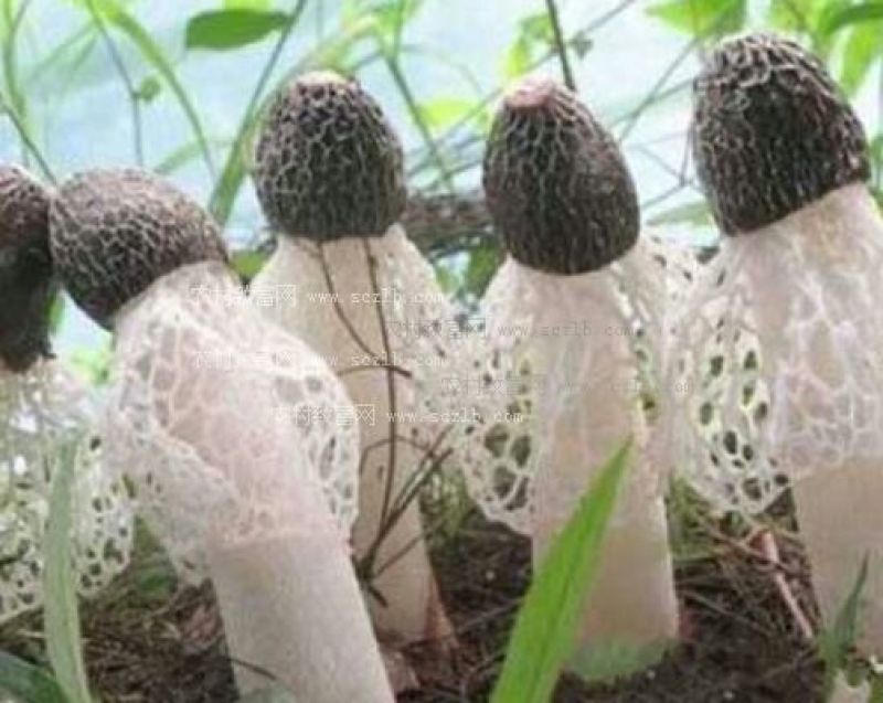 干竹荪二级