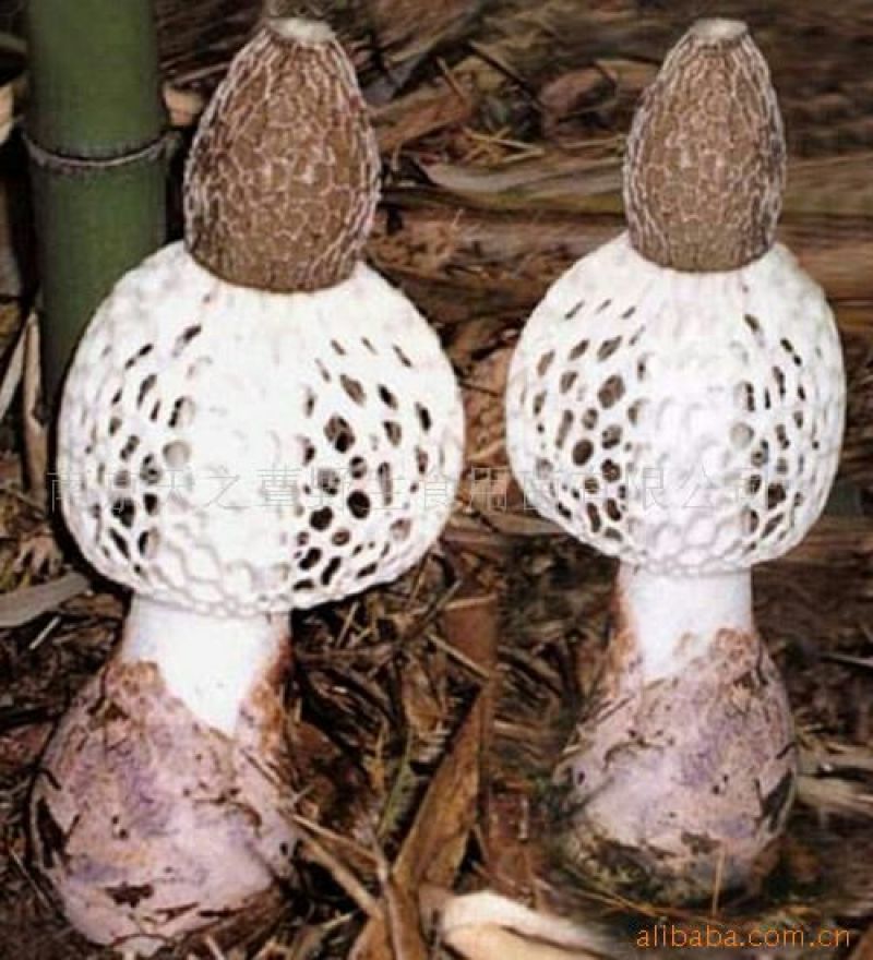 干竹荪二级