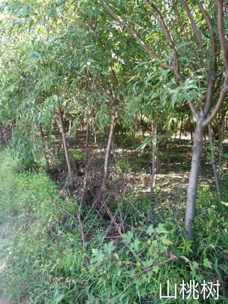 山桃树