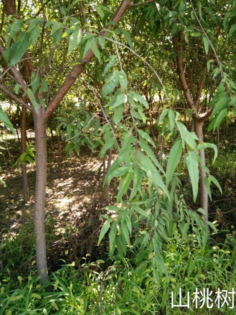 山桃树