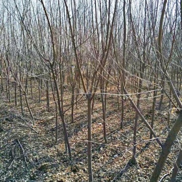 山桃树