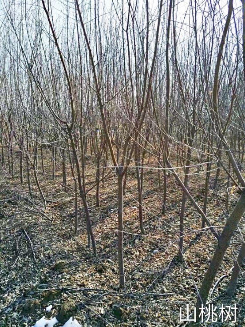山桃树