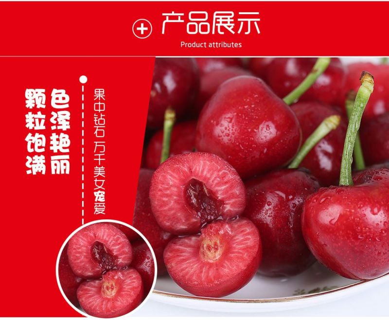 预售美早樱桃