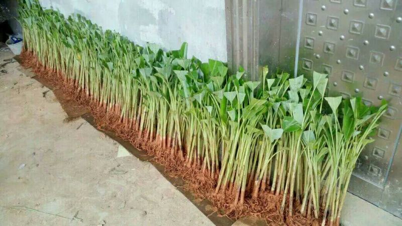 香蕉苗1~2年一级良种