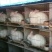新美系獭兔1~3kg