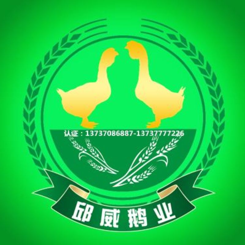 狮头鹅苗250g以下