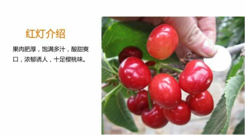 预售美早樱桃