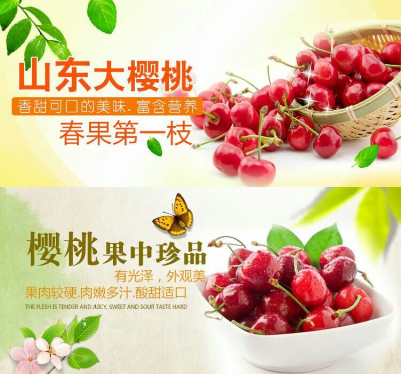 预售美早樱桃