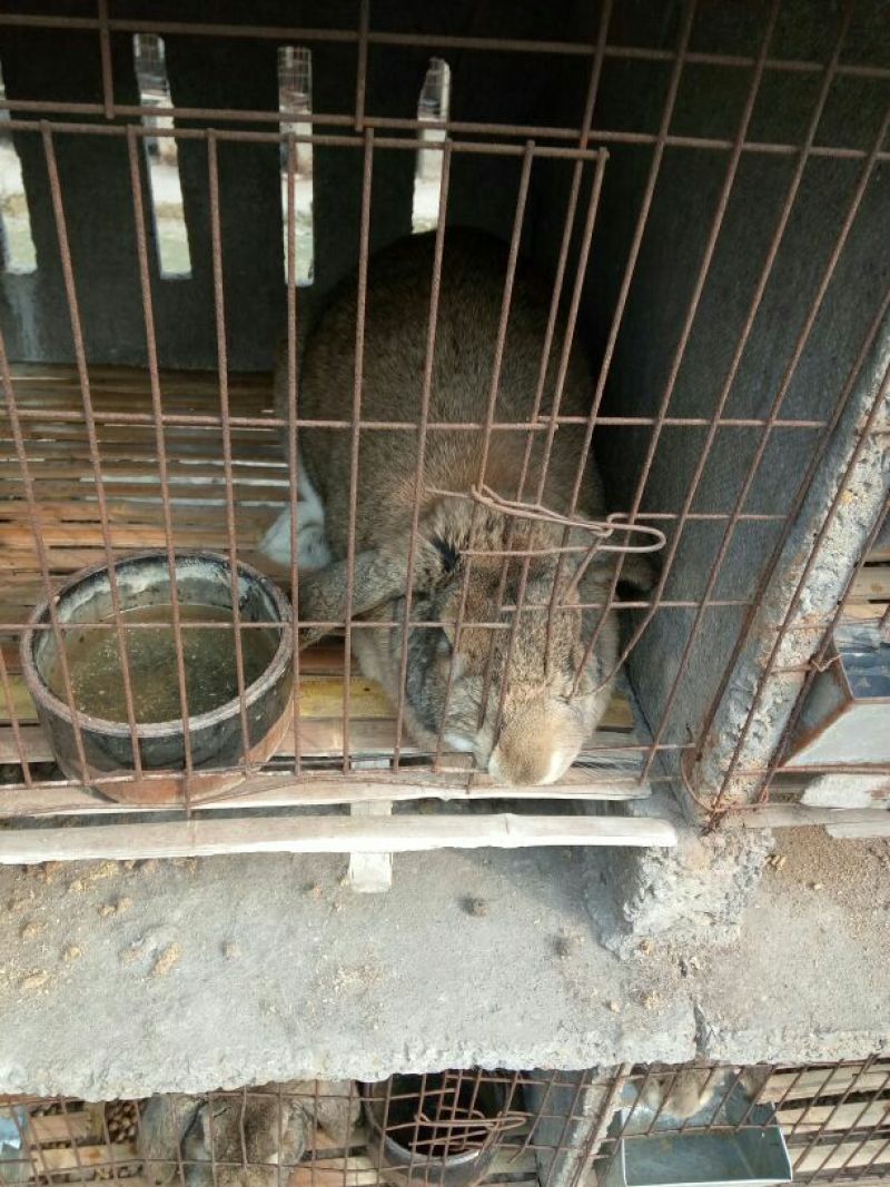 獭兔种兔2~3kg