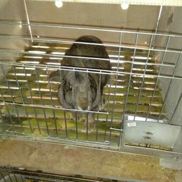 獭兔种兔2~3kg