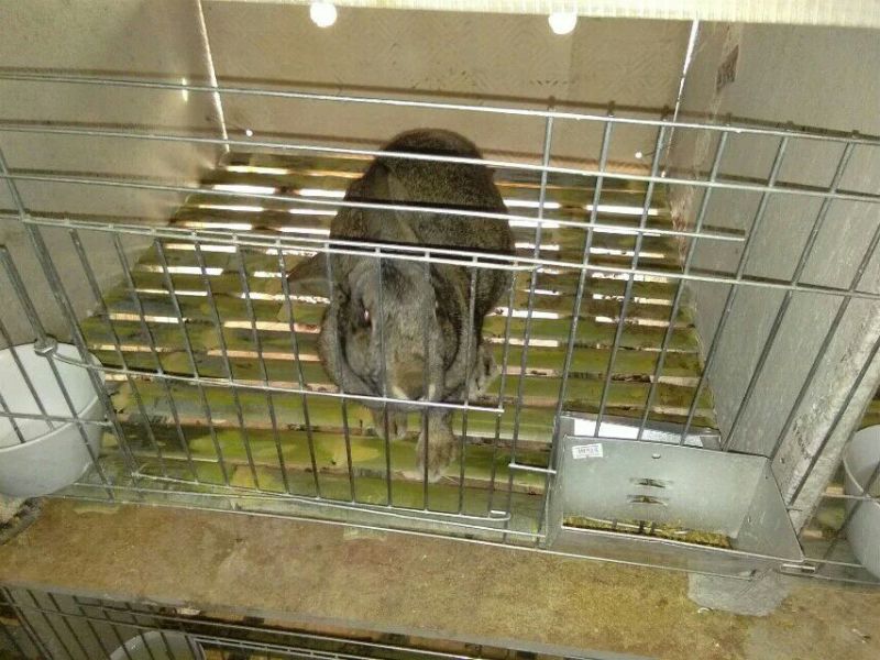 獭兔种兔2~3kg