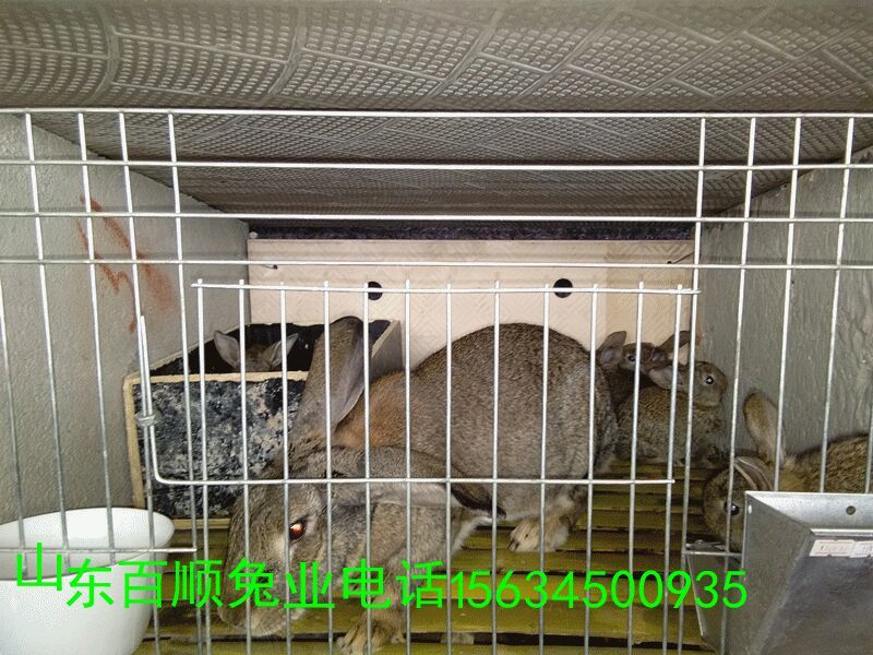 獭兔种兔2~3kg