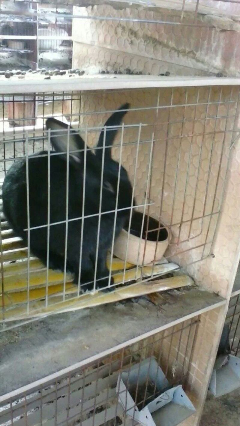 肉兔种兔2~3kg