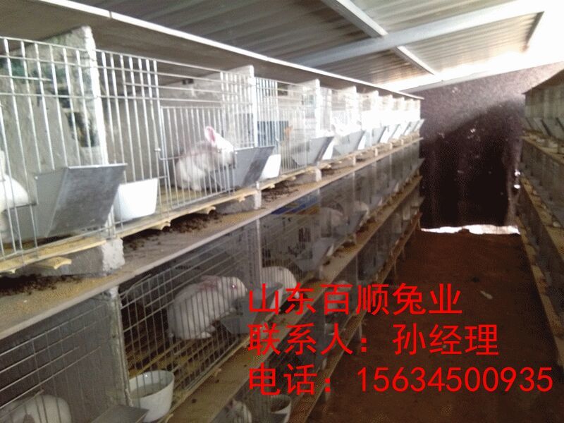 肉兔种兔2~3kg