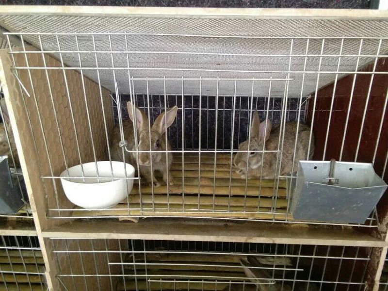 肉兔种兔2~3kg