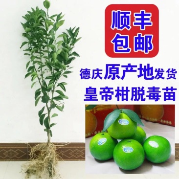 枳壳苗