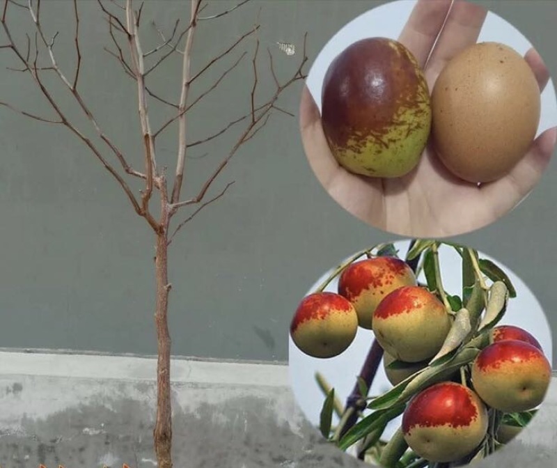 冬枣树苗