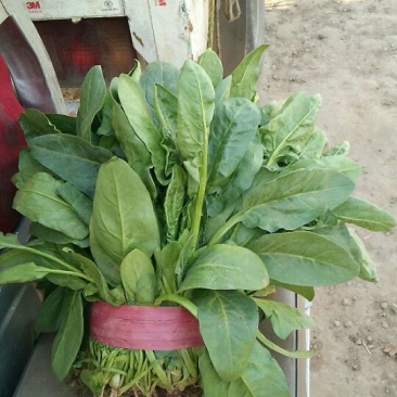 小叶菠菜20~25厘米