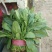 小叶菠菜20~25厘米