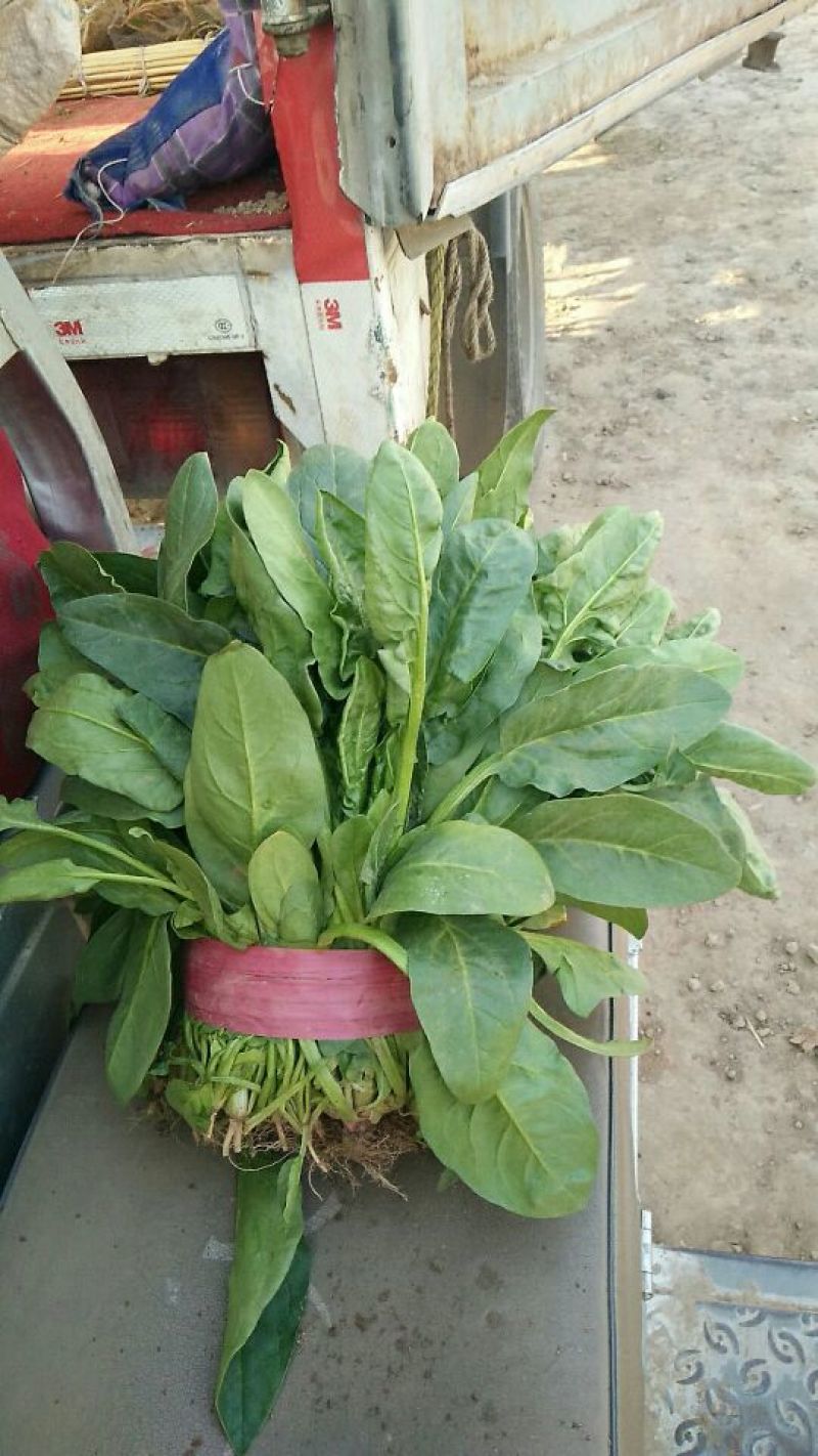 小叶菠菜20~25厘米
