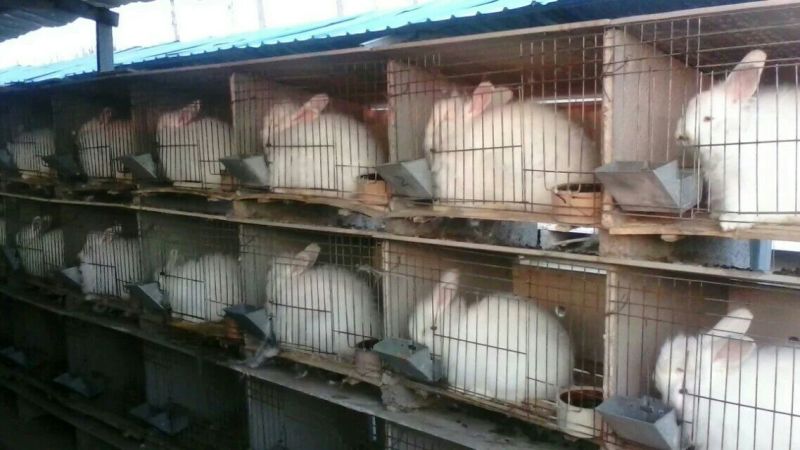 新西兰兔3~5