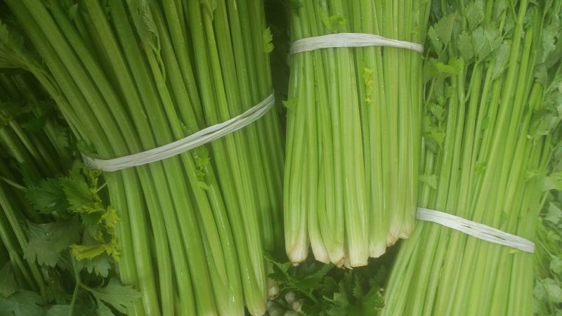 黄嫩西芹40cm以上大量上市中产地直销现采现发