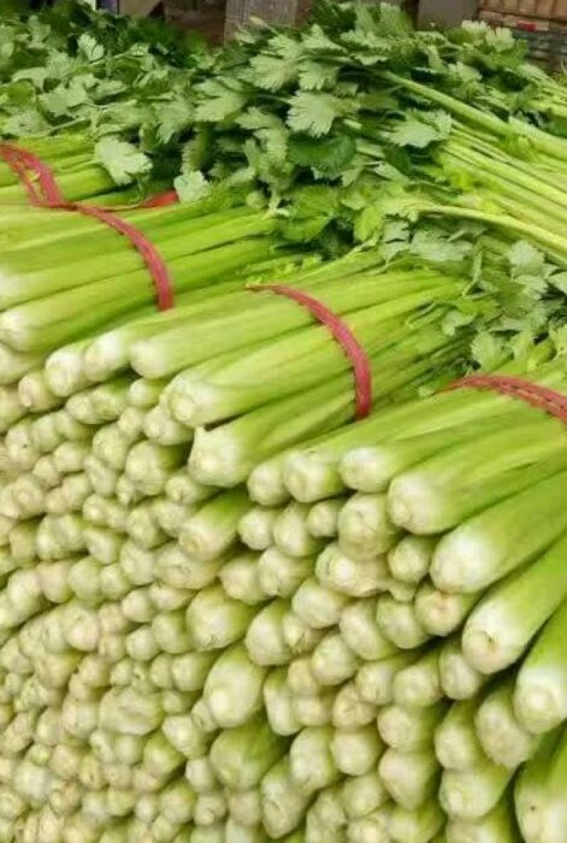 黄嫩西芹40cm以上大量上市中产地直销现采现发