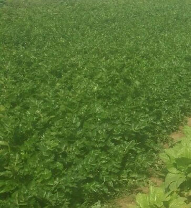 黄嫩西芹40cm以上大量上市中产地直销现采现发