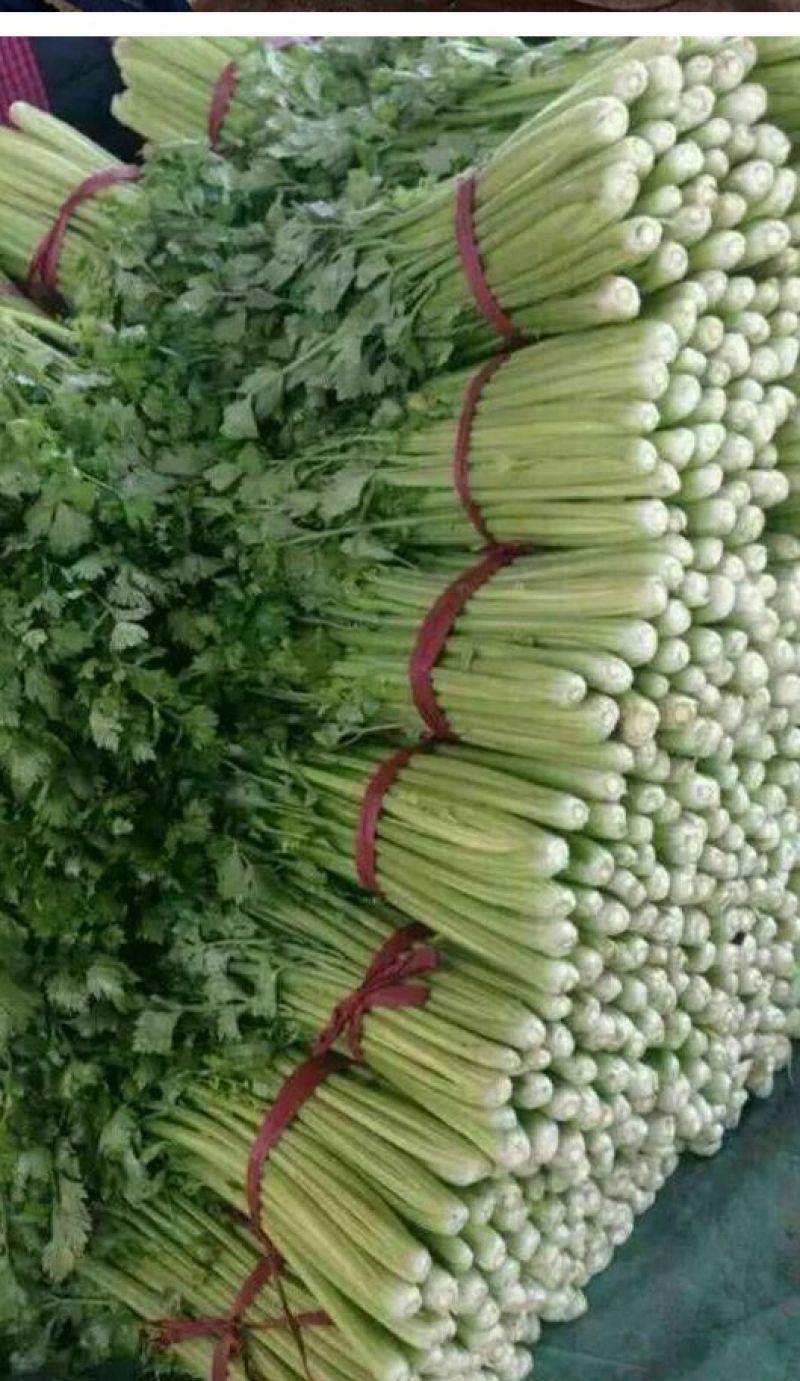 黄嫩西芹40cm以上大量上市中产地直销现采现发