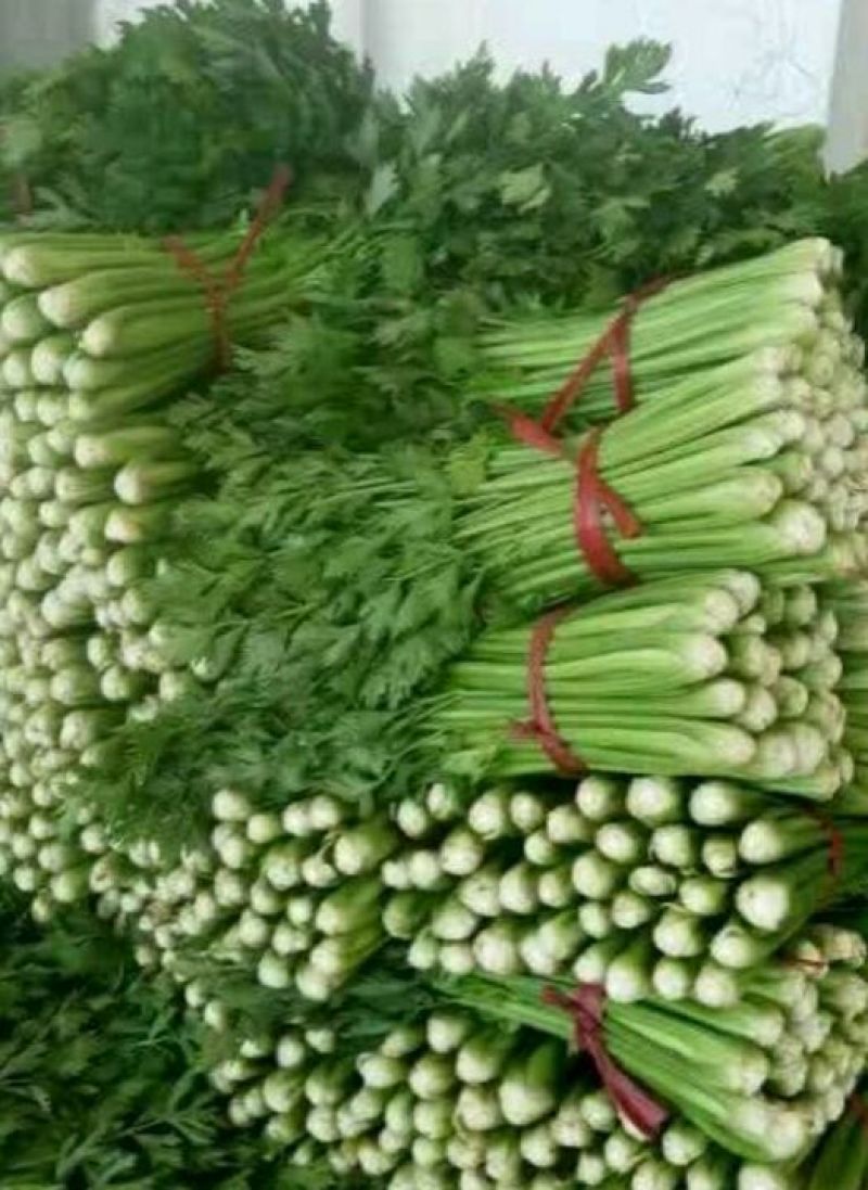 黄嫩西芹40cm以上大量上市中产地直销现采现发