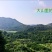 杨桃