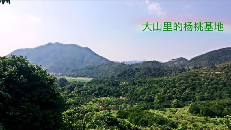 杨桃