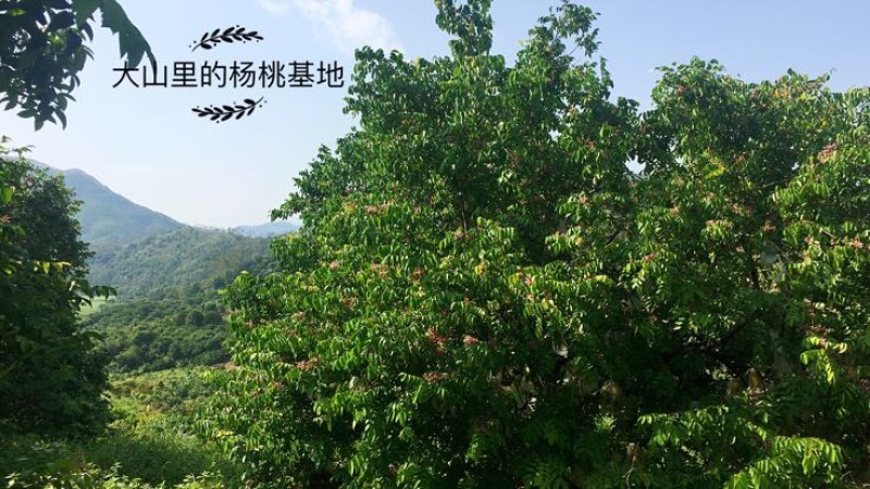 杨桃