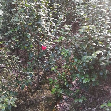 山茶花50~80cm
