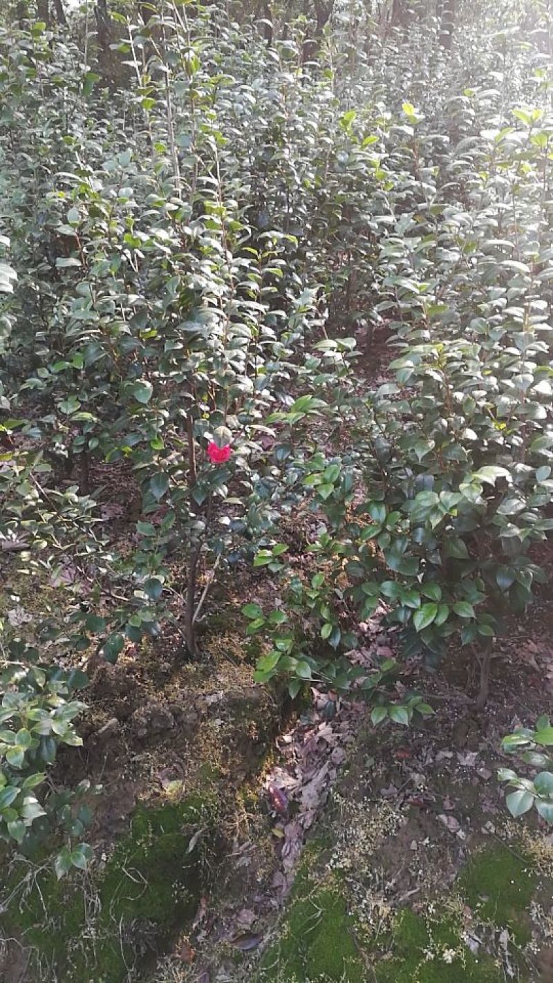 山茶花50~80cm