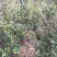 山茶花50~80cm