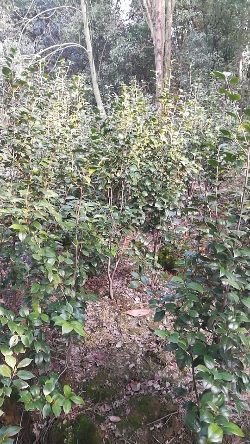 山茶花50~80cm