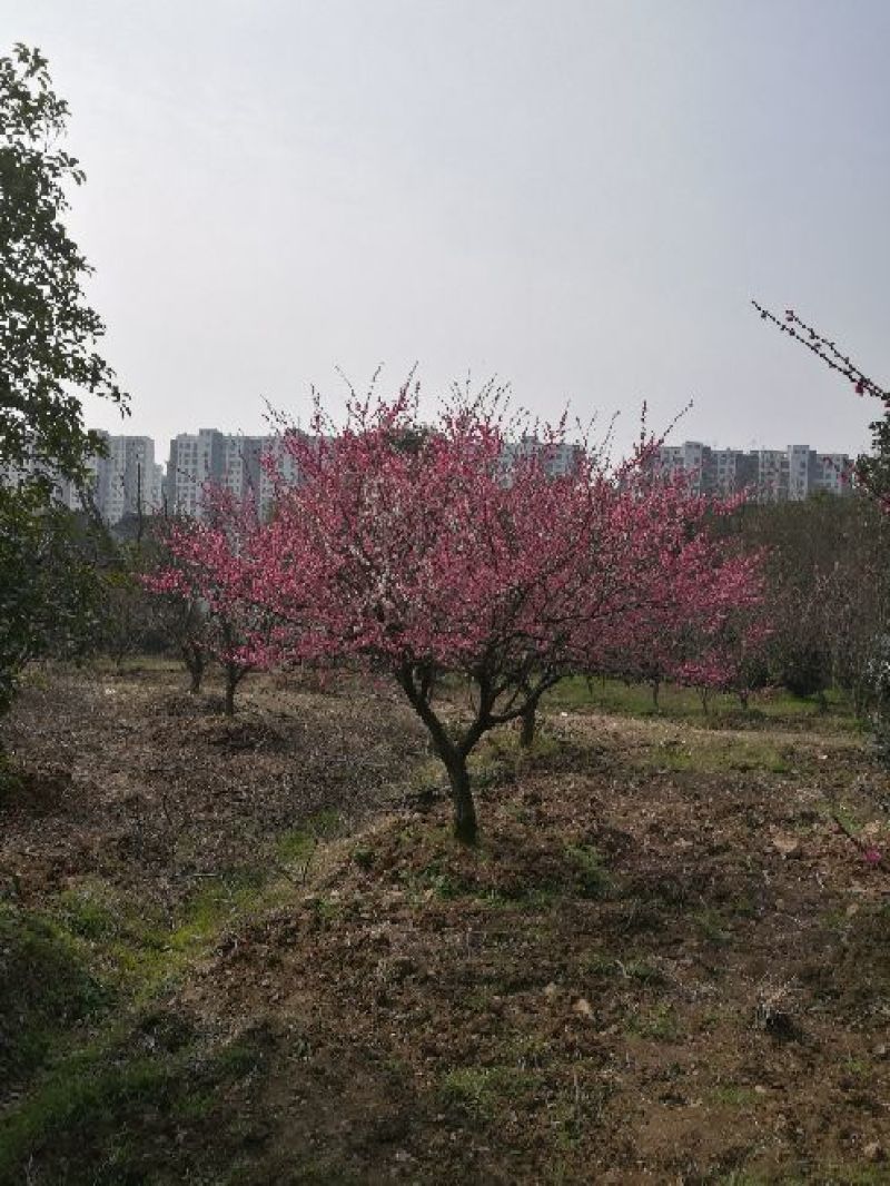 造型树
