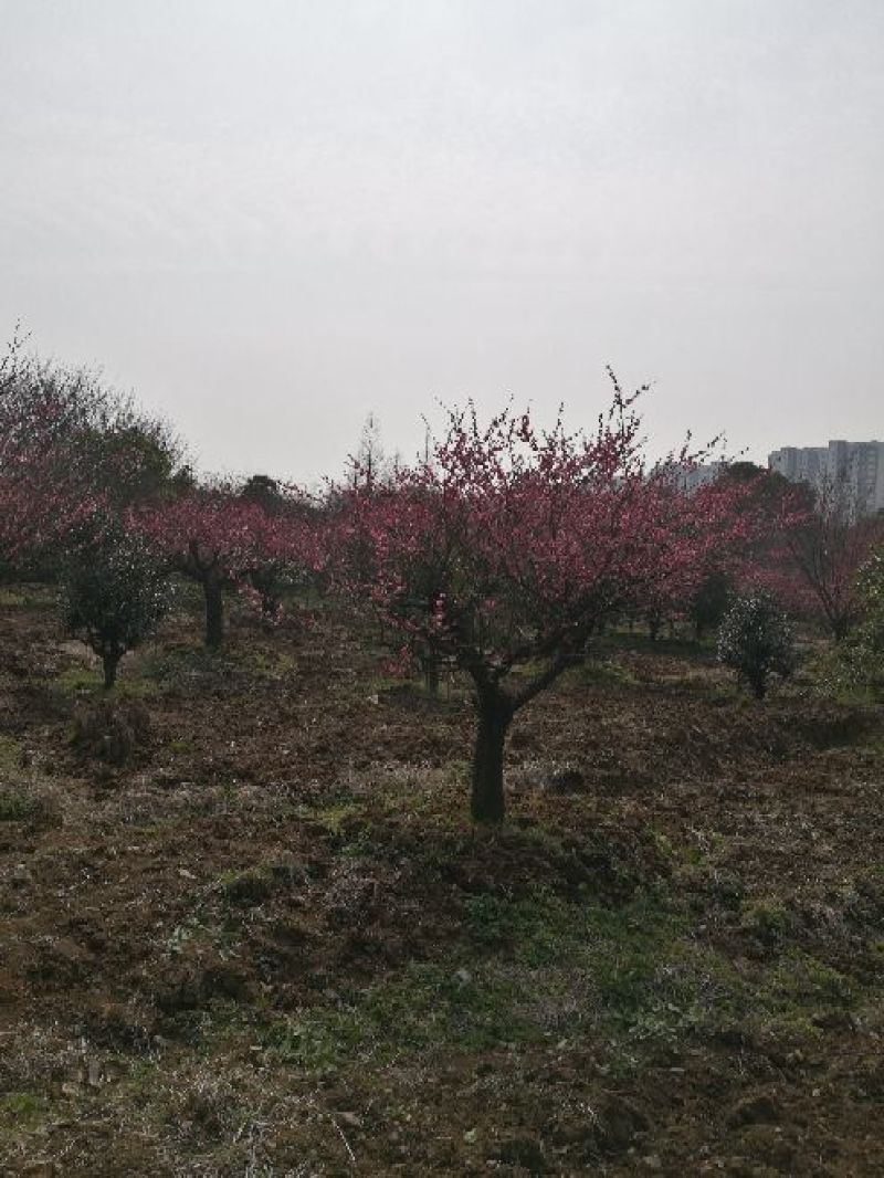 造型树