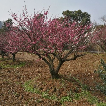 造型树