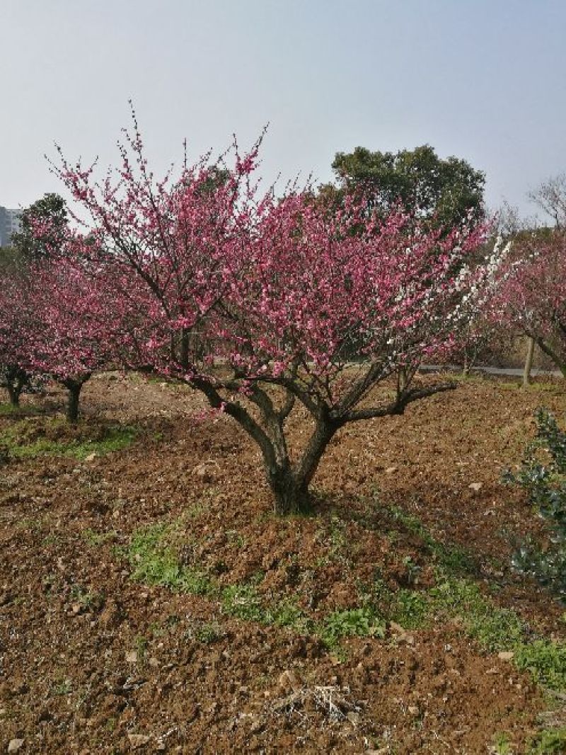 造型树