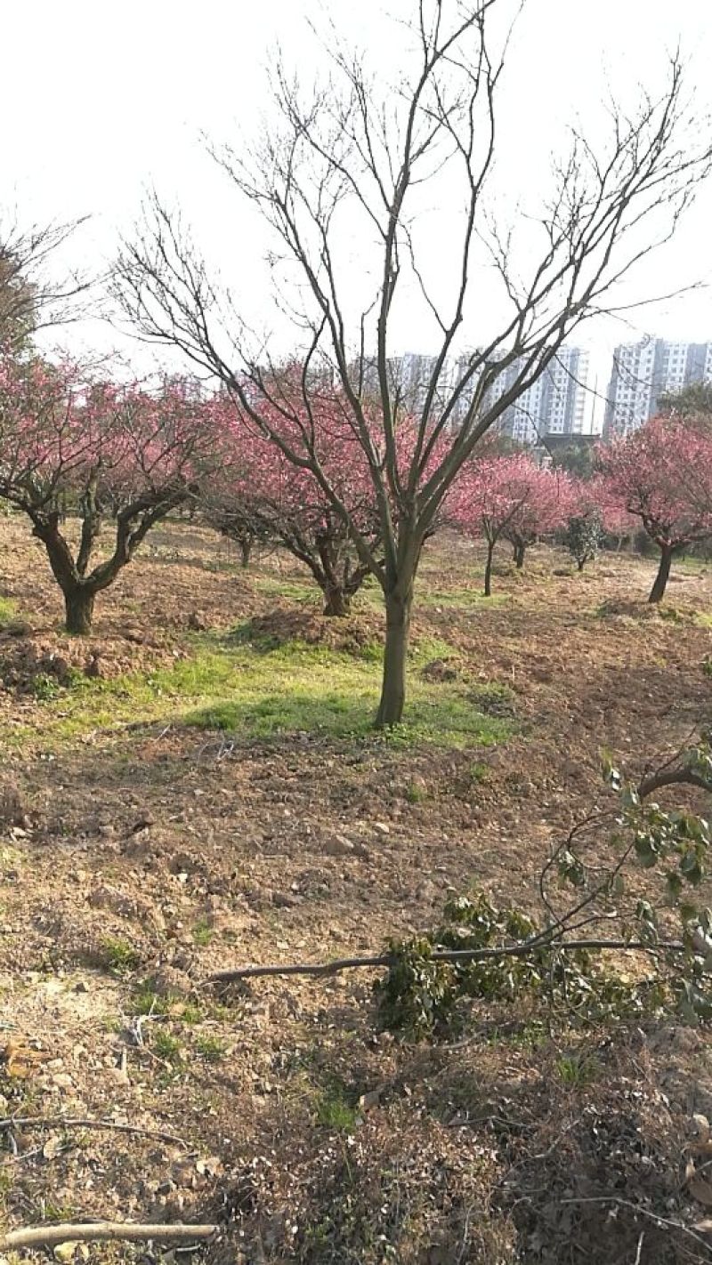 造型树