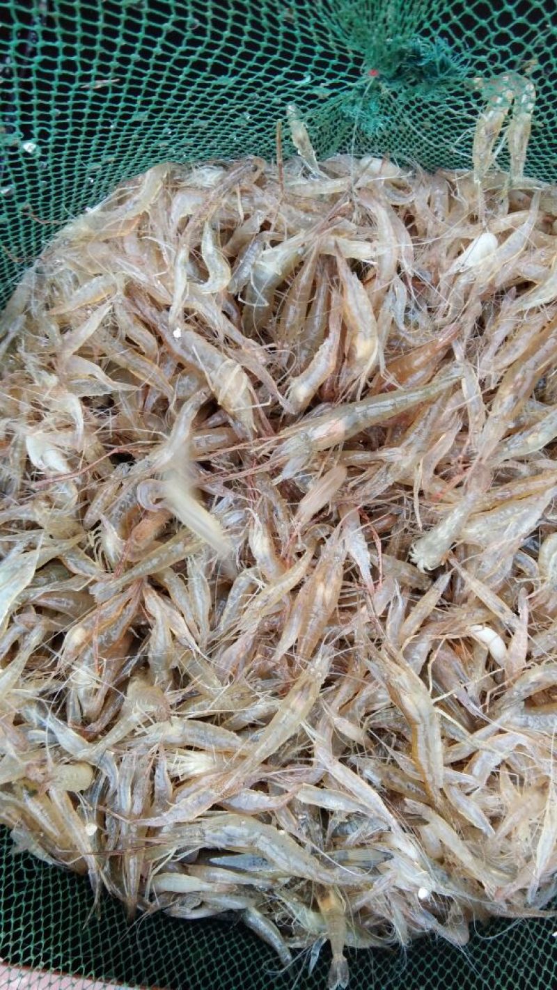 白米虾