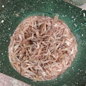 白米虾