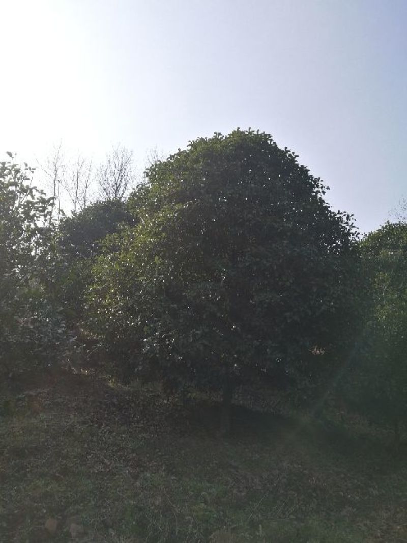 金桂12~14cm12~14cm4米以上3米以上