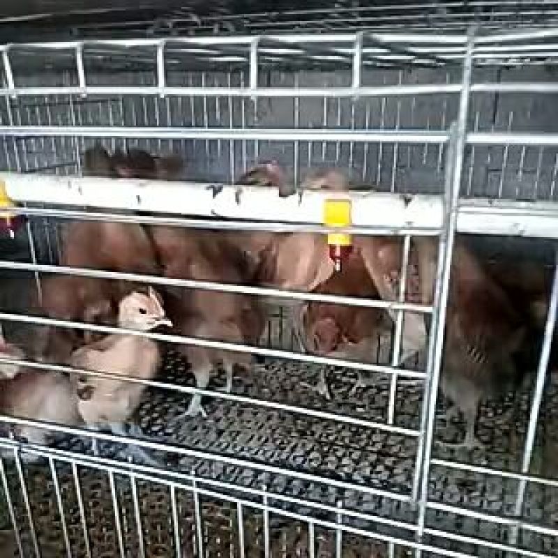 固始土鸡苗500克以下脱温苗