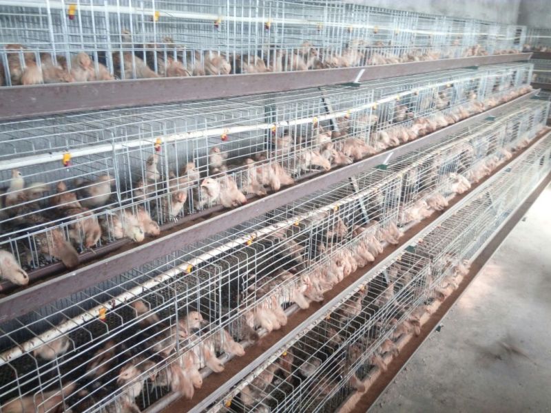 固始土鸡苗500克以下脱温苗