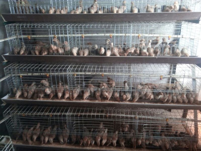 固始土鸡苗500克以下脱温苗